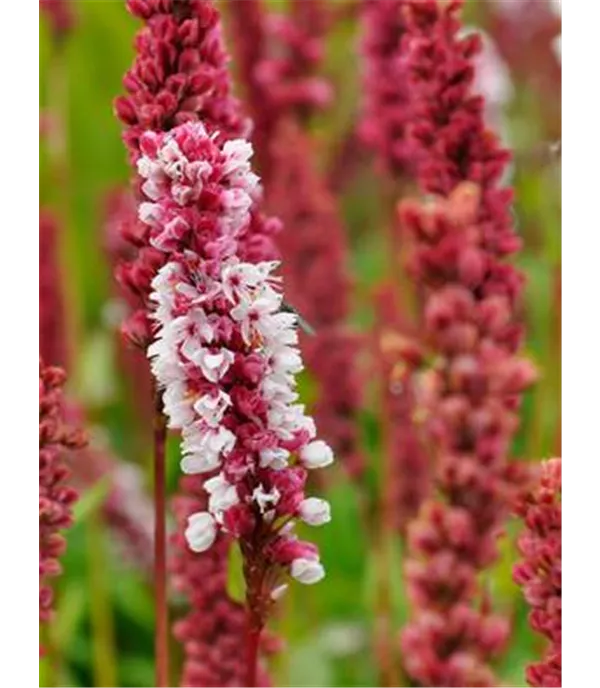 Persicaria affinis 'Darjeeling Red'