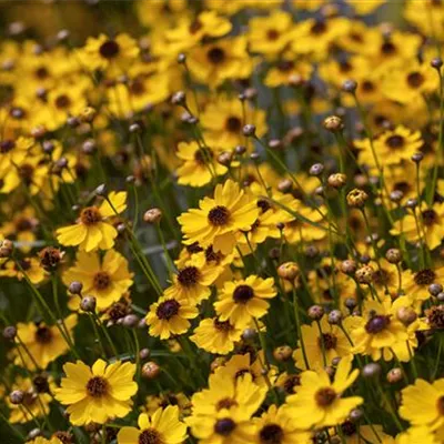 Topfgrösse 1 Liter - Mädchenauge - Coreopsis 'Solar Dance'