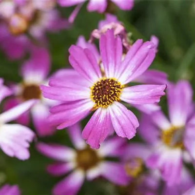 Topfgrösse 1 Liter - Garten-Mädchenauge 'American Dream' - Coreopsis rosea 'American Dream'