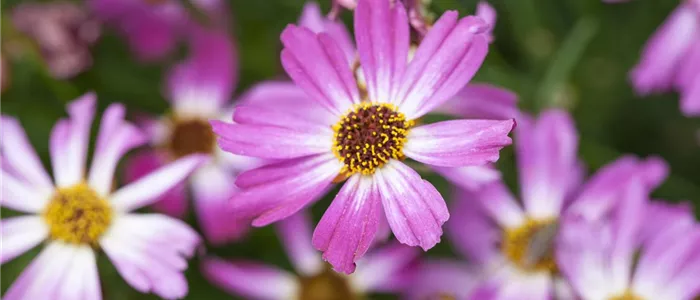 Coreopsis rosea 'American Dream'