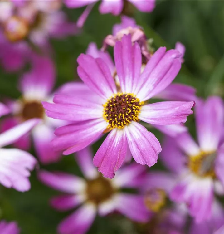 Garten-Mädchenauge 'American Dream' - Coreopsis rosea 'American Dream'