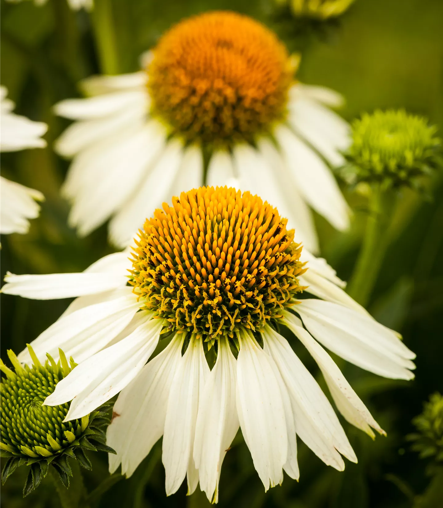 Echinacea purpurea 'White Swan'