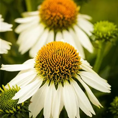 Topfgrösse 1 Liter - Sonnenhut - Echinacea purpurea 'White Swan'