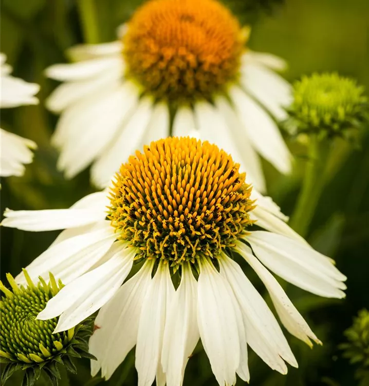 Sonnenhut - Echinacea purpurea 'White Swan'