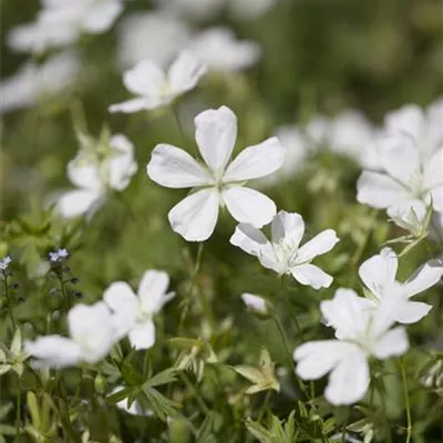 Topfgrösse 0.5 Liter - Storchschnabel - Geranium clarkei 'Kashmir Pink'