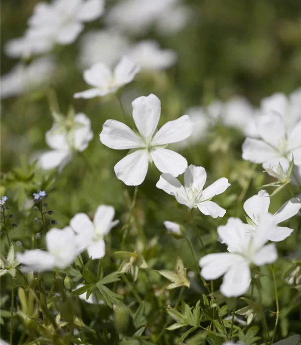 Geranium clarkei 'Kashmir Pink'