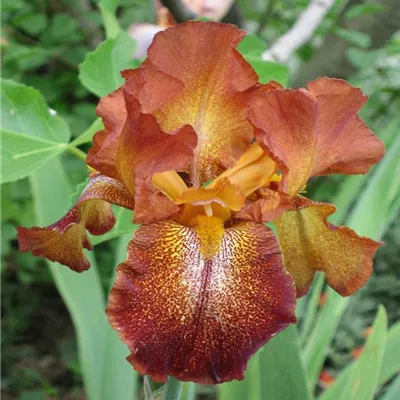 Topfgrösse 1 Liter - Hohe Bartiris - Iris (Germanica-Gruppe) 'Cayenne Capers'