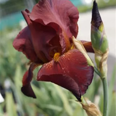 Topfgrösse 1 Liter - Hohe Bartiris 'Caldron' - Iris (Germanica-Gruppe) 'Caldron'