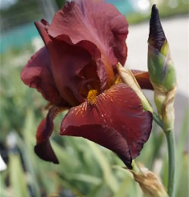 Hohe Bartiris 'Caldron' - Iris (Germanica-Gruppe) 'Caldron'