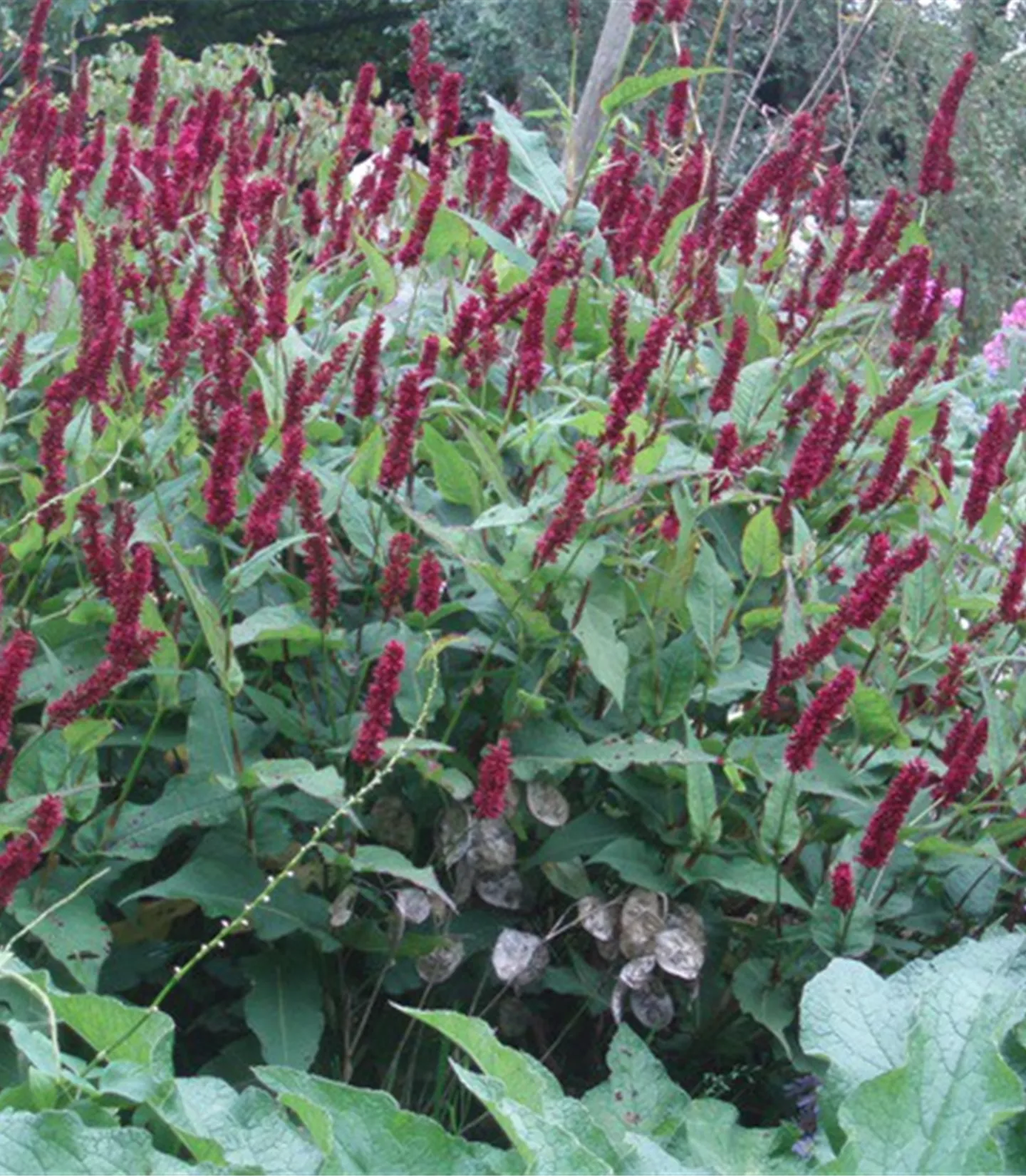 Persicaria amplexicaulis 'Blackfield'