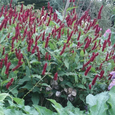 Topfgrösse 1 Liter - Kerzenknöterich - Persicaria amplexicaulis 'Blackfield'