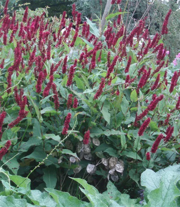 Persicaria amplexicaulis 'Blackfield'