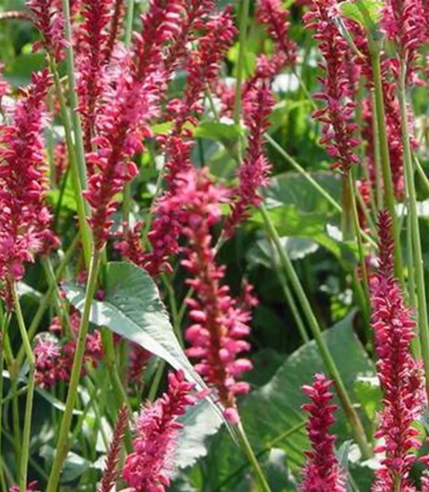 Persicaria amplexicaulis 'Speciosa'