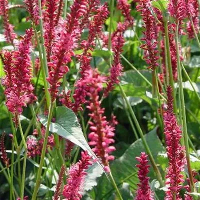 Topfgrösse 1 Liter - Kerzenknöterich - Persicaria amplexicaulis 'Speciosa'