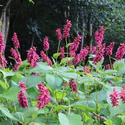 Topfgrösse 1 Liter - Kerzenknöterich - Persicaria amplexicaulis 'Inverleith'