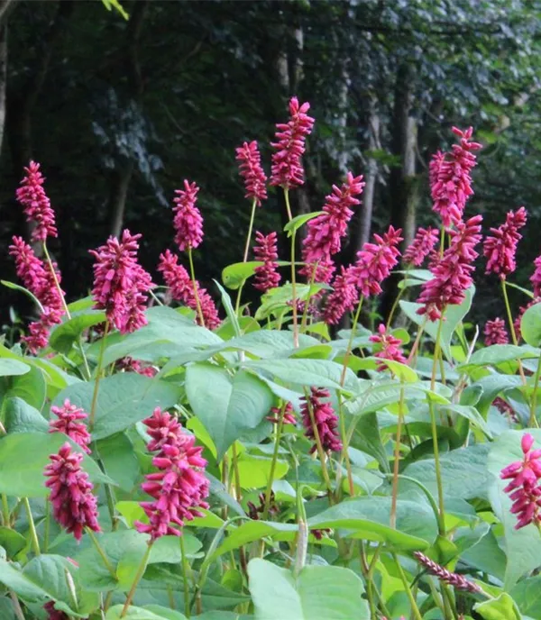 Persicaria amplexicaulis 'Inverleith'