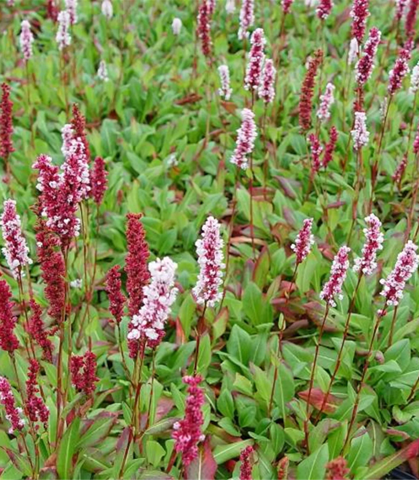 Persicaria affinis 'Suberba'