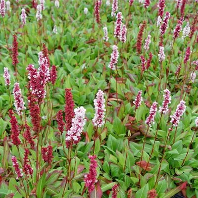 Topfgrösse 0.5 Liter - Schneckenknöterich - Persicaria affinis 'Suberba'