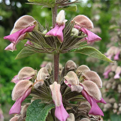 Topfgrösse 0.5 Liter - Brandkraut - Phlomis samia (echt)