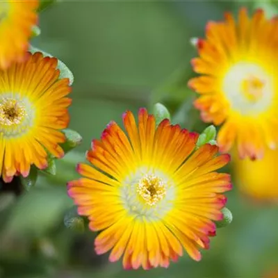 Topfgrösse 0.5 Liter - Mittagsblümchen - Delosperma 'New Fire'