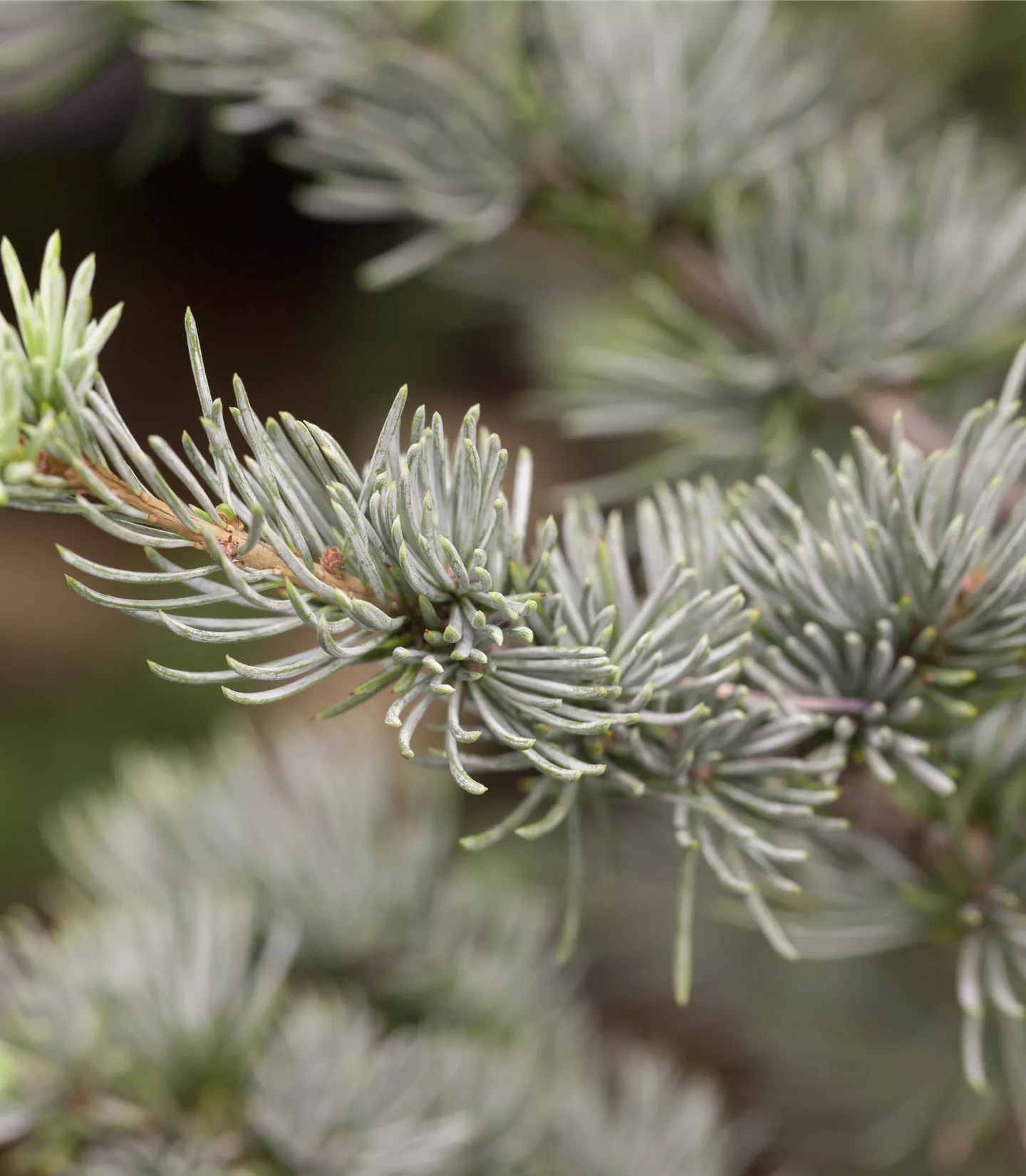 Cedrus libani 'Glauca'