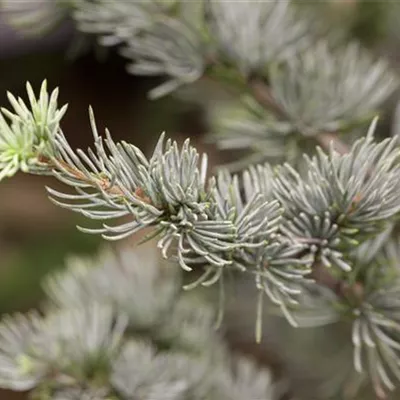 im Container 125 - 150 - Blaue Atlaszeder - Cedrus libani 'Glauca'