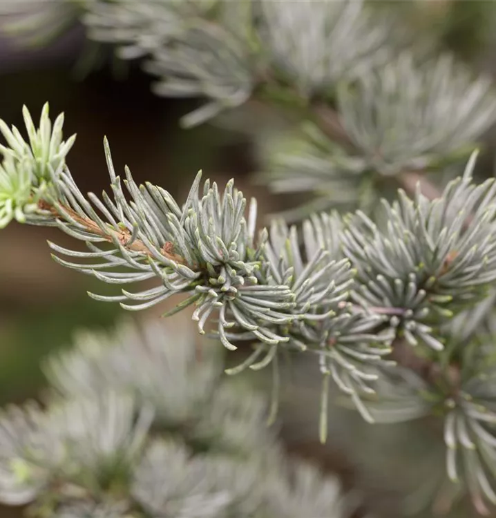 Blaue Atlaszeder - Cedrus libani 'Glauca'