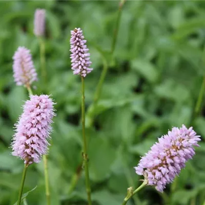 Topfgrösse 0.5 Liter - Schlangenknöterich - Persicaria bistorta