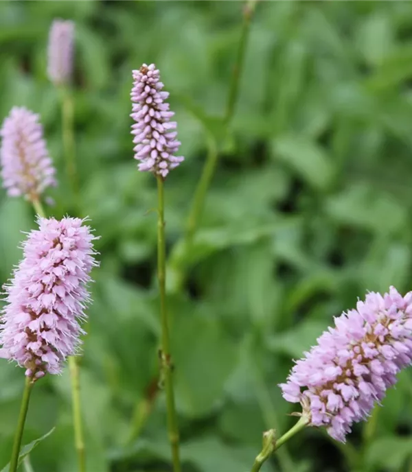 Persicaria bistorta