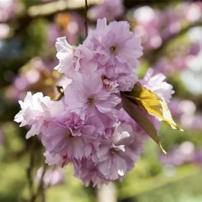 Hochstamm mit Ballen Stammumfang 12 - 14cm - Sargents Kirsche - Prunus sargentii 'Rancho'