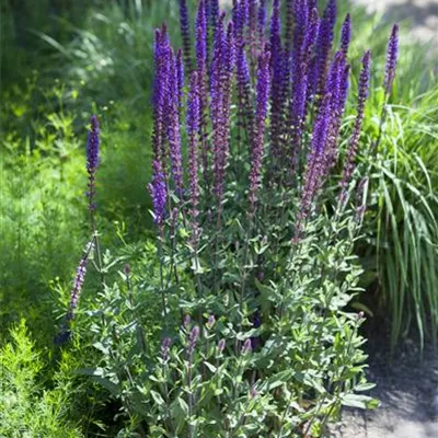 Topfgrösse 3 Liter - dalbei - Salvia nemorosa 'Night Field'