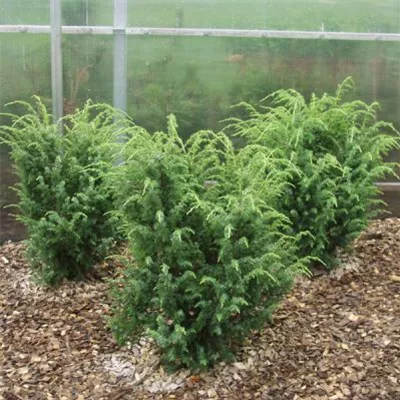 Container 60 - 70 - Gemeiner Wacholder - Juniperus communis 'Wallis'