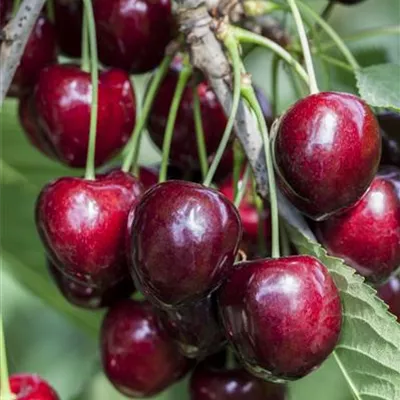 Pyramide wurzelnackt - Prunus (Kirsche) 'Kordia'