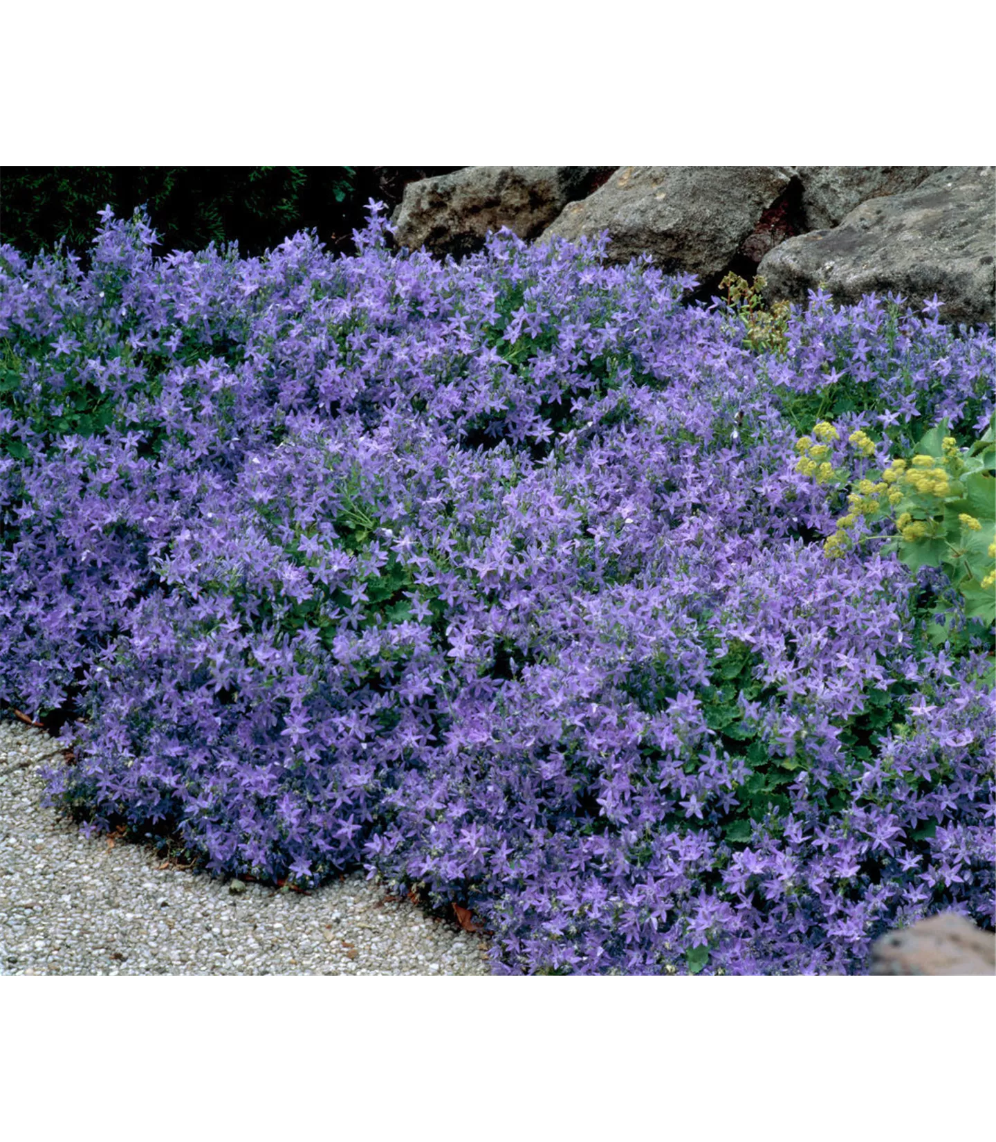 Campanula poscharskyana 'Stella'