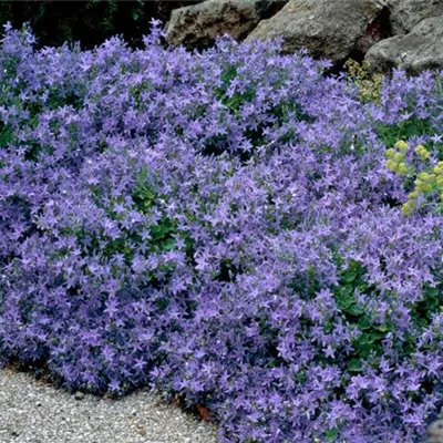 Topfgrösse 0.5 Liter - Garten-Hängepolster-Glockenblume 'Stella' - Campanula poscharskyana 'Stella'