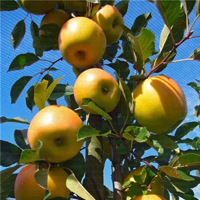 Halbstamm wurzelnackt mit Stammumfang 7 - 8cm - Apfel 'Opal' - Malus (Apfel) 'Opal'