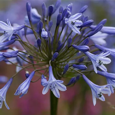 Topfgrösse 1 Liter - Schmucklilie 'Dr. Brouwer' - Agapanthus 'Dr Brouwer'