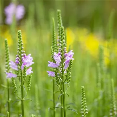 Topfgrösse 1 Liter - Gelenkblume - Physostegia virg. 'Bouquet Rose'