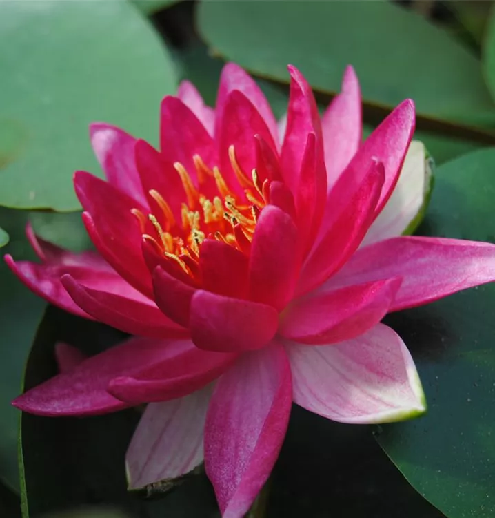 Garten-Seerose 'Escarboucle' - Nymphaea 'Escarboucle'