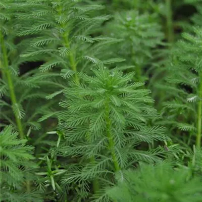 Topfgrösse 0.5 Liter - Tausendblatt - Myriophyllum spicatum