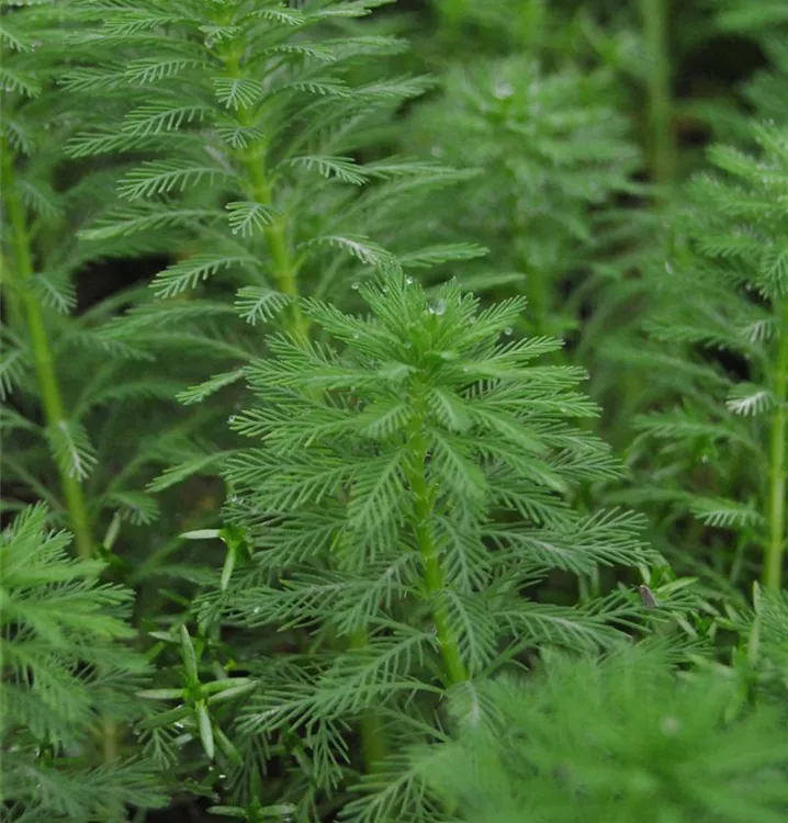 Tausendblatt - Myriophyllum spicatum