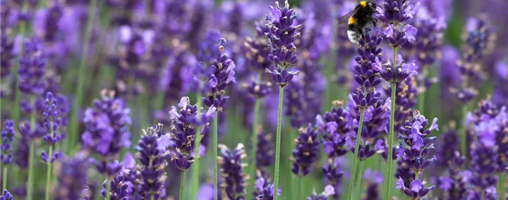 Lavandula angustifolia 'Hidcote Blue'