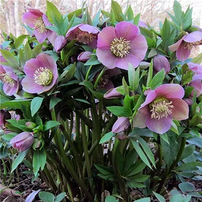 Topfgrösse 1 Liter - Orientalische Nieswurz 'Pink Lady' - Helleborus orientalis 'Pink Lady'