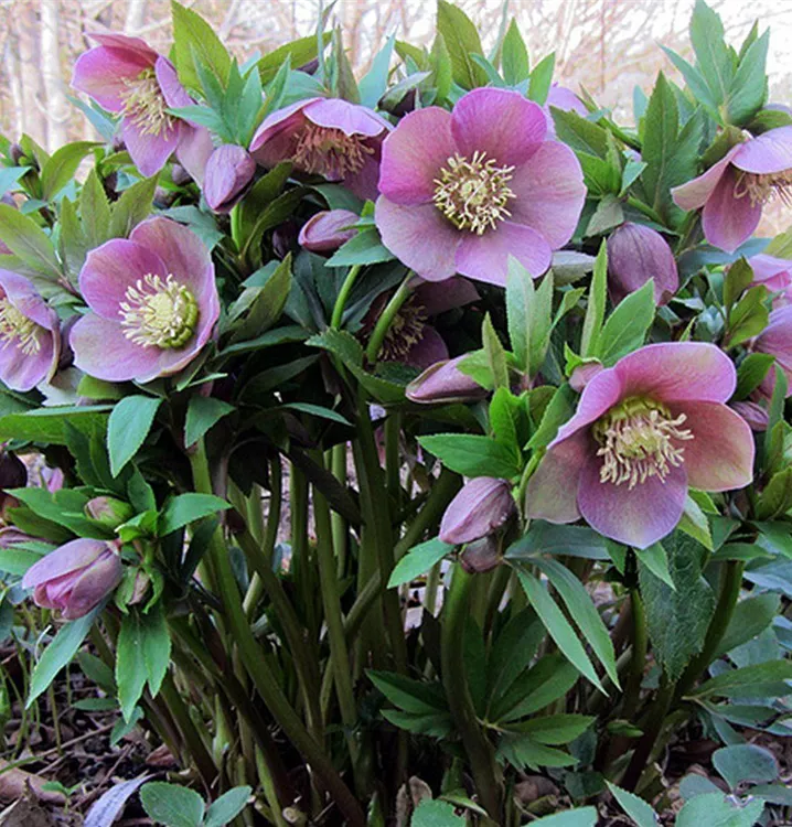 Rose de carême 'Pink Lady'