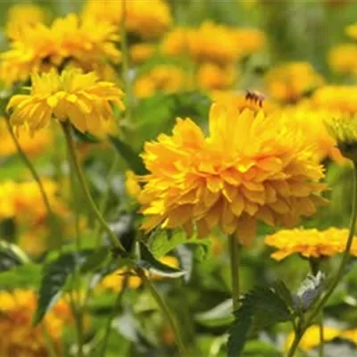 Topfgrösse 1 Liter - Garten-Sonnenauge 'Sonnenschild' - Heliopsis helianthoides 'Sonnenschild'