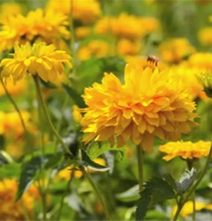 Garten-Sonnenauge 'Sonnenschild' - Heliopsis helianthoides 'Sonnenschild'