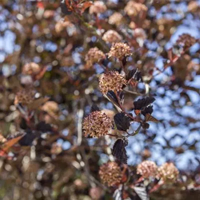 Container 60 - 70 - Physocarpus opulifolius 'Tiny Wine'