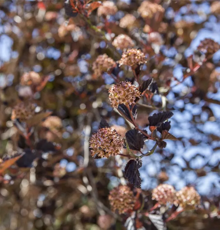 Physocarpus opulifolius 'Tiny Wine'