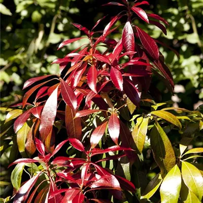 im Container 40 - 50 - Pieris - Pieris 'Forest Flame'