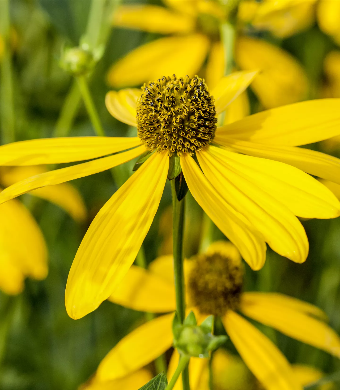 Rudbeckia nitida 'Autumn Glory'